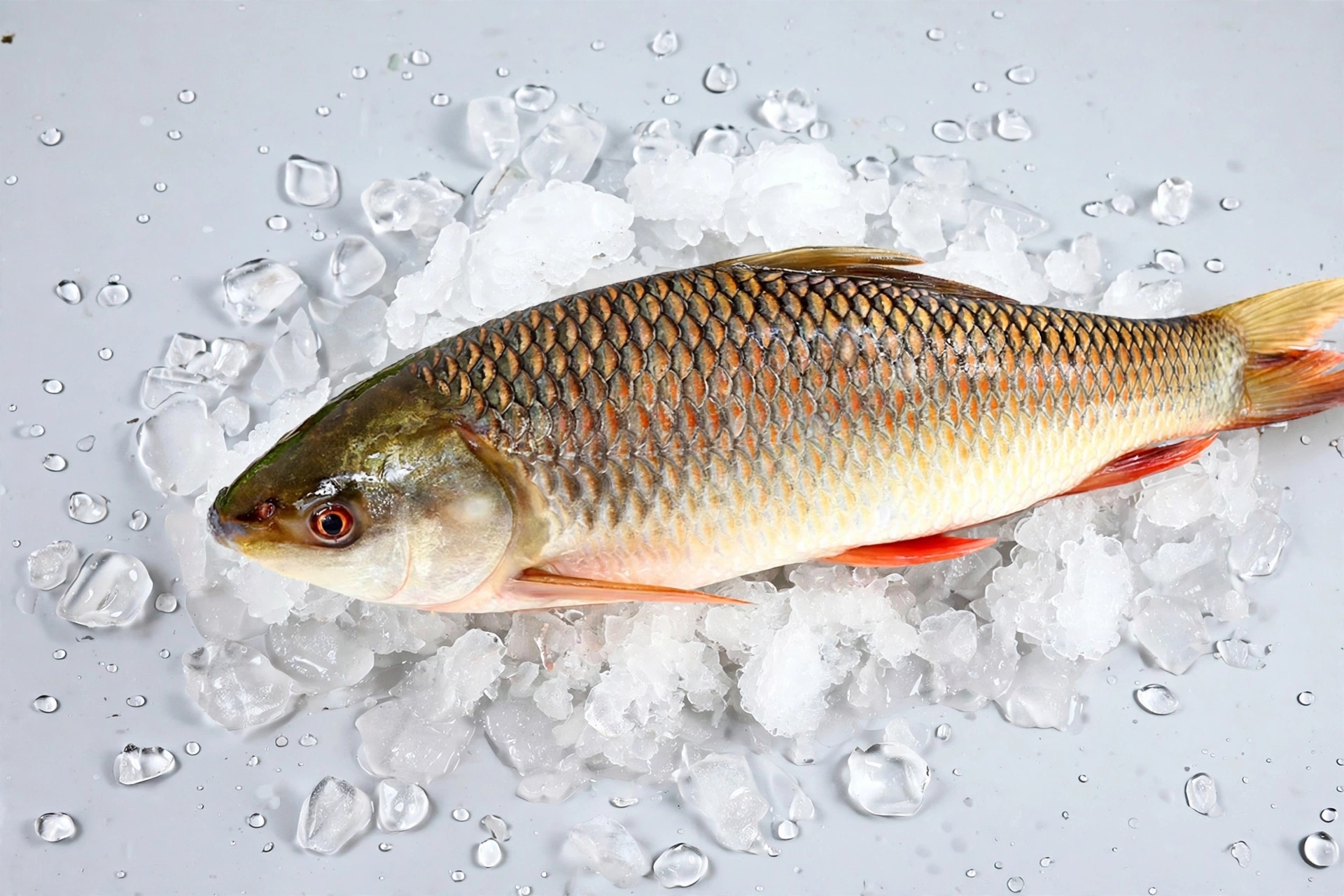 Rohu Fish